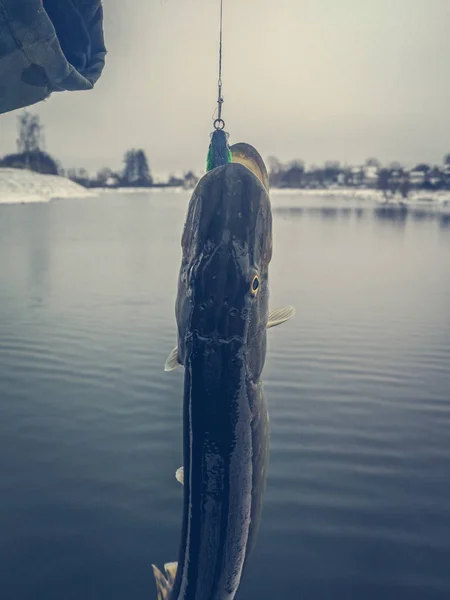 Pesca Lúcio Lago Recreação Pesca — Fotografia de Stock