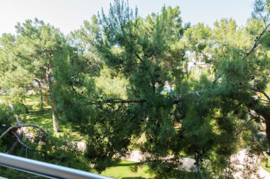 Güzel tatil beldesi. Yeşil ve çiçekler