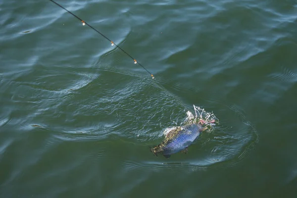 Pesca da truta no lago — Fotografia de Stock