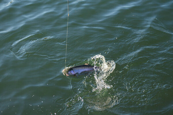 Рыбалка форели на озере
