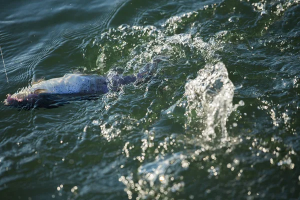 Pesca alla trota sul lago — Foto Stock