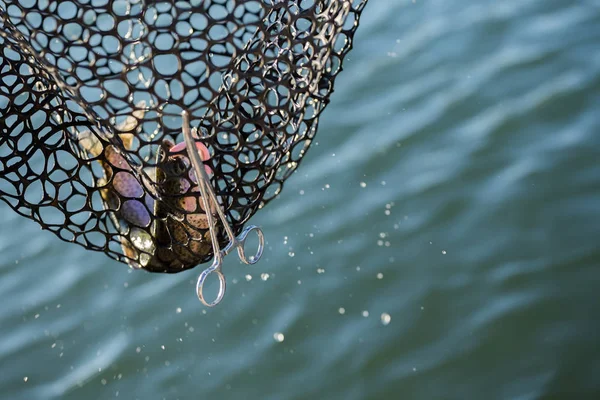 Pesca de truchas en el lago — Foto de Stock