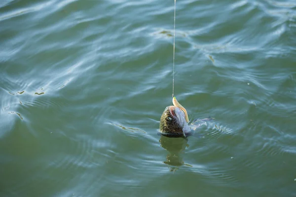 Pesca da truta no lago — Fotografia de Stock