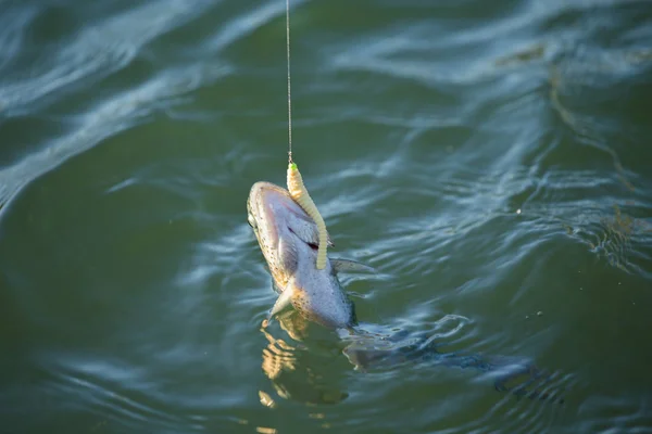 Pesca da truta no lago — Fotografia de Stock