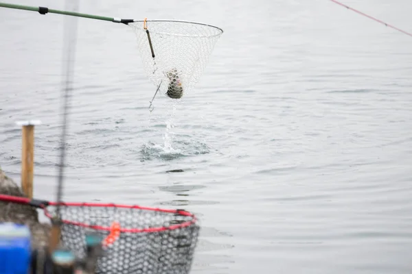 Pesca alla trota sul lago — Foto Stock