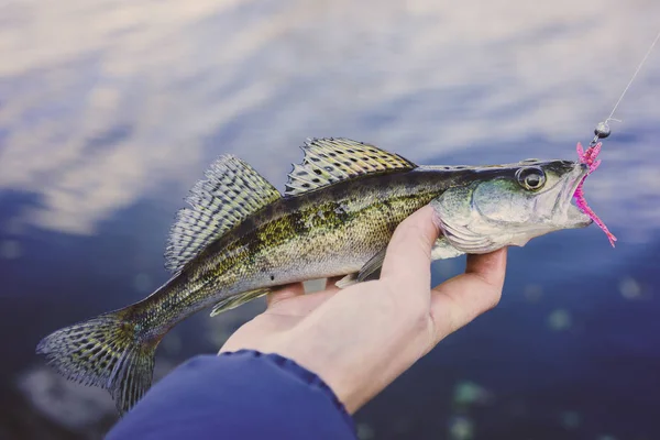 Fishing Fisherman Fish — Stock Photo, Image