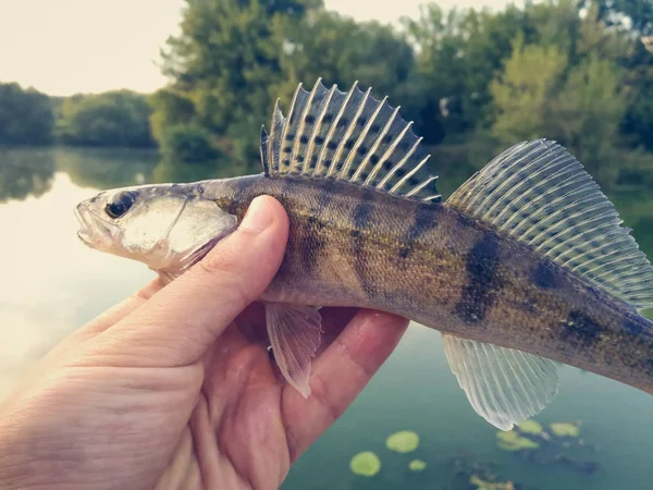 Fish pike-perch in the hands of an angler — Stock Photo, Image