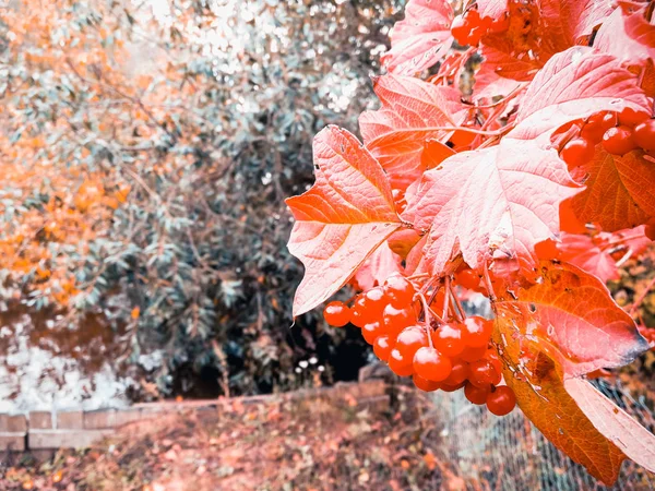 Bagas Cinza Montanha Com Folhas Vermelhas — Fotografia de Stock