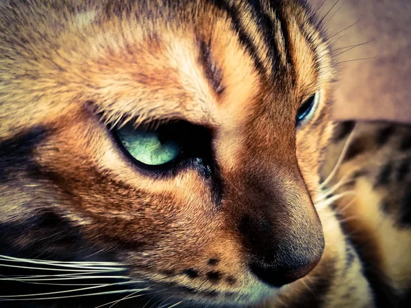 Belo gato bengali com olhos grandes — Fotografia de Stock