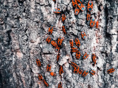 Bir ağacın kabuğu üzerinde kırmızı böcekler