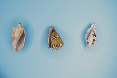 güzel deniz kabukları arka plan