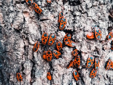 Bir ağacın kabuğu üzerinde kırmızı böcekler