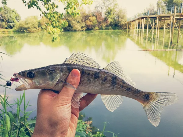 Fångad fisk i en hand på en sjö — Stockfoto