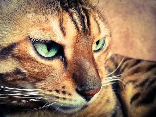 Mooie Bengaalse kat met grote ogen — Stockfoto