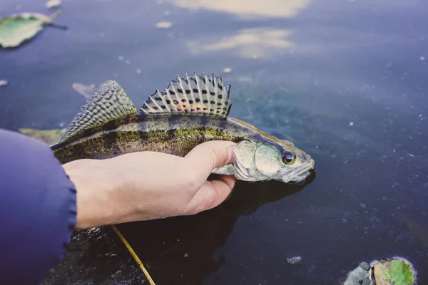 Fiske Fiskare Och Fisk — Stockfoto