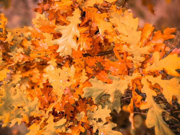 Belle Foglie Quercia Ingiallente — Foto Stock