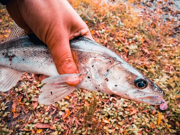Caught Fish Fisherman Hands — Stock Photo, Image