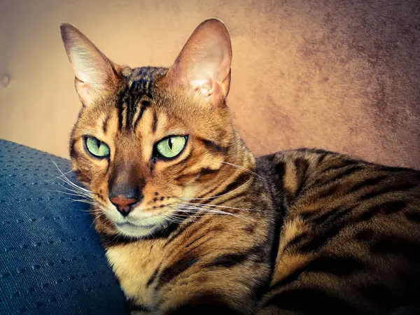 Hermoso gato bengalí con grandes ojos — Foto de Stock