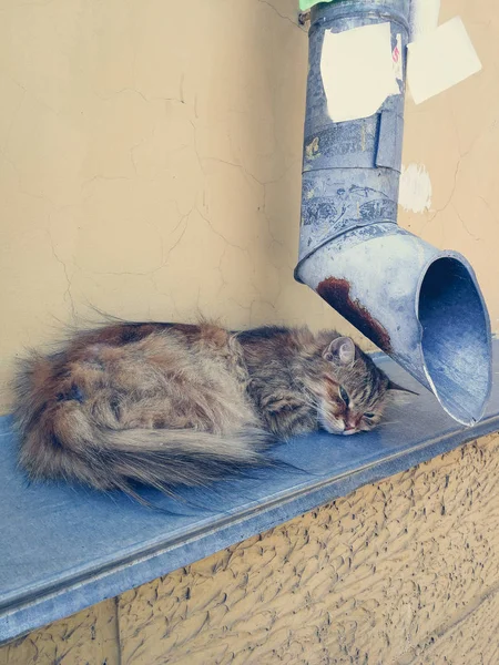 Straßenkatze in der Nähe des Abflussrohres — Stockfoto