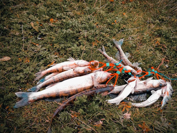 Ett Gäng Fångad Fisk Gräset — Stockfoto