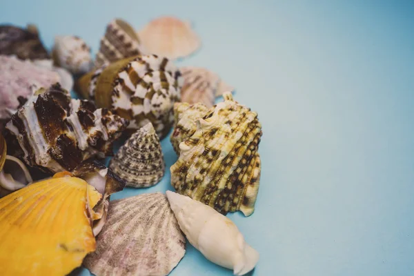 貝殻の背景のビュー — ストック写真