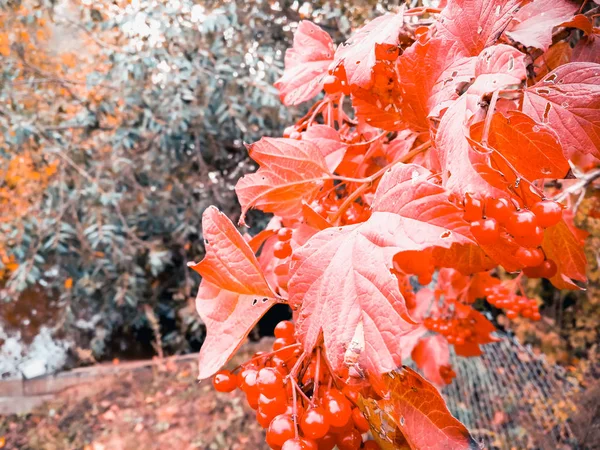 Bagas Cinza Montanha Com Folhas Vermelhas — Fotografia de Stock