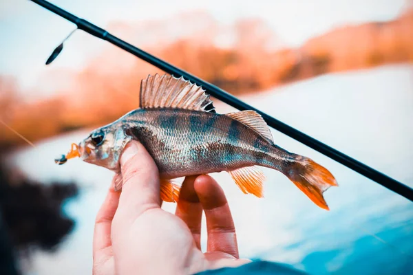 Fischerei Fischer Und Fische — Stockfoto