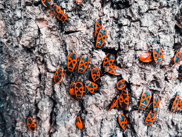 Bir ağacın kabuğu üzerinde kırmızı böcekler