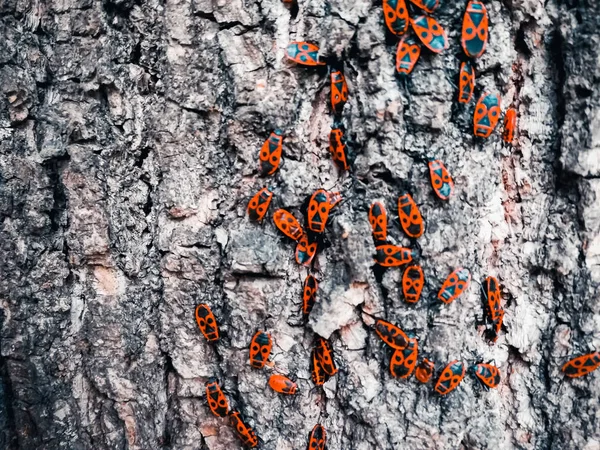 木の樹皮の赤いカブトムシ — ストック写真