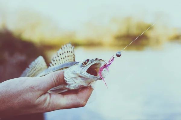 Balık Tutma Balıkçı Balık — Stok fotoğraf