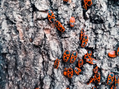 Bir ağacın kabuğu üzerinde kırmızı böcekler