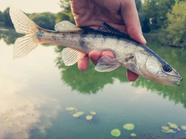 釣り人の手に魚パイク-スズキ — ストック写真