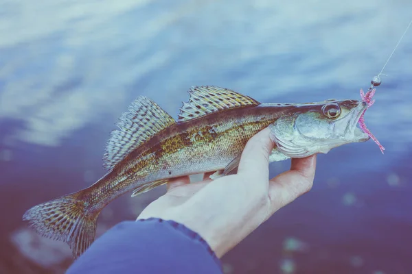 Pesca Pescatore Pesce — Foto Stock