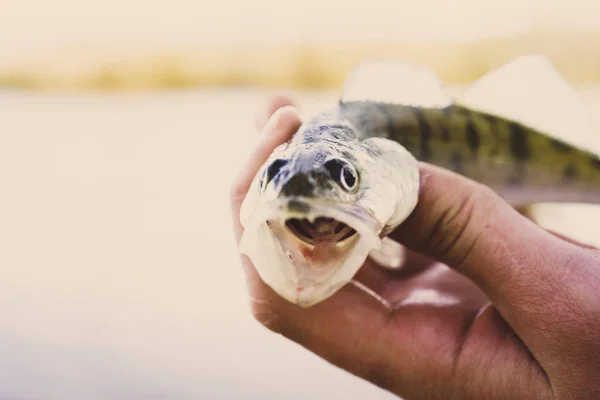 Pescar Pescador Peixe — Fotografia de Stock