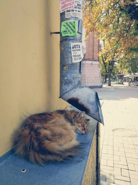 Уличная кошка у дрейфующей трубы — стоковое фото