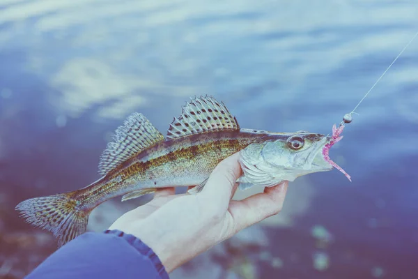 Pesca Pescador Pescado — Foto de Stock