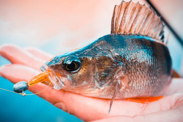 Pesca Pescador Pescado —  Fotos de Stock