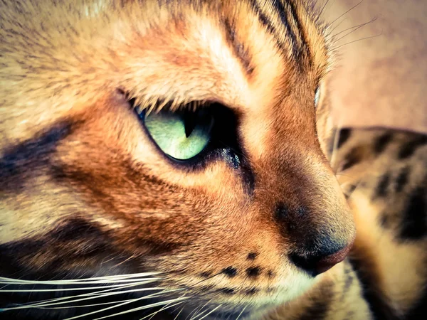 Красивая бенгальская кошка с большими глазами — стоковое фото