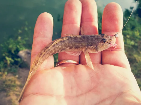 Pescado Capturado Una Mano Lago — Foto de Stock