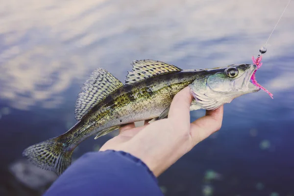 Fishing Fisherman Fish — Stock Photo, Image