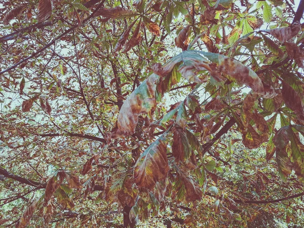 板栗黄叶 — 图库照片