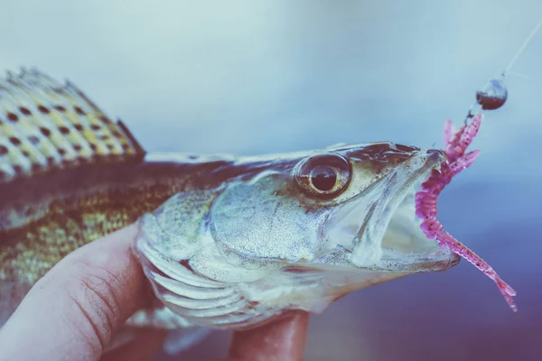 Fishing Fisherman Fish — Stock Photo, Image