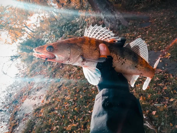 Hobi Dışında Balıkçılık Zander — Stok fotoğraf