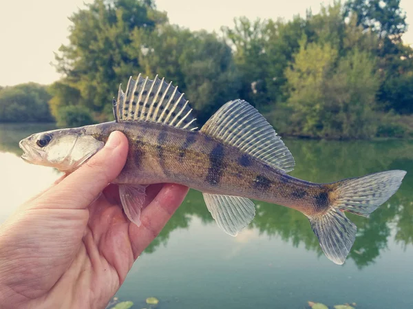 Balık pike-levrek bir fener elinde — Stok fotoğraf