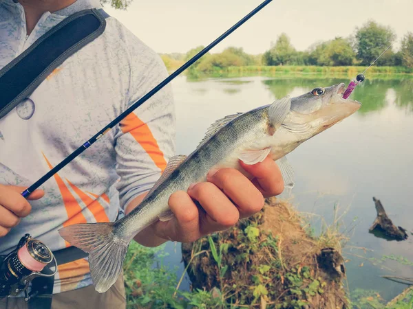 Pescador Pegou Peixe Segurando Sua Mão — Fotografia de Stock
