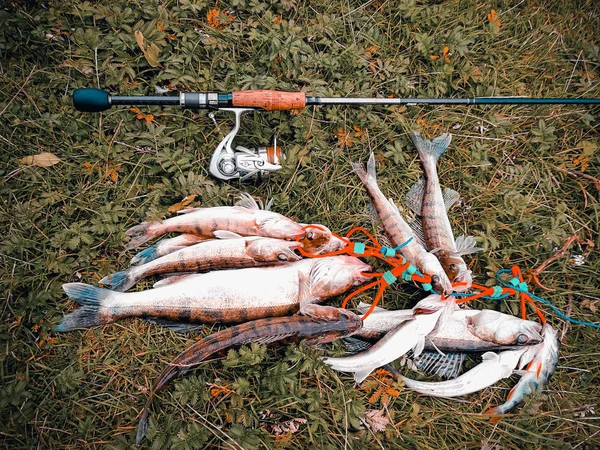 물고기와 잔디에 — 스톡 사진