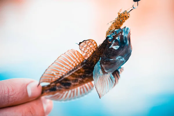 낚시입니다 물고기 — 스톡 사진
