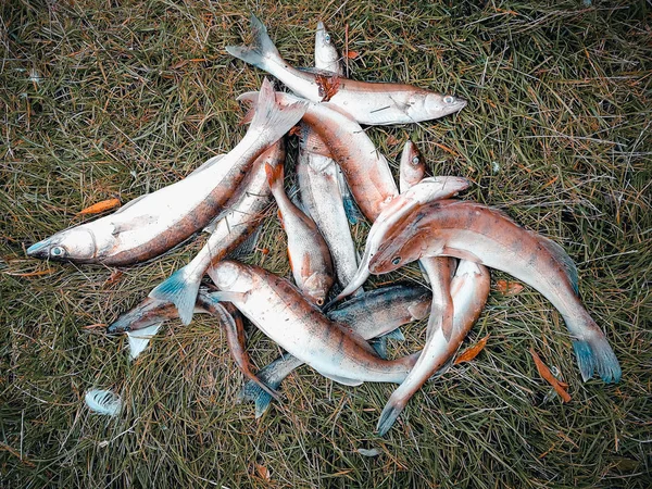 Hobi Dışında Balıkçılık Zander — Stok fotoğraf