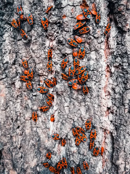 Escarabajos Rojos Corteza Árbol — Foto de Stock