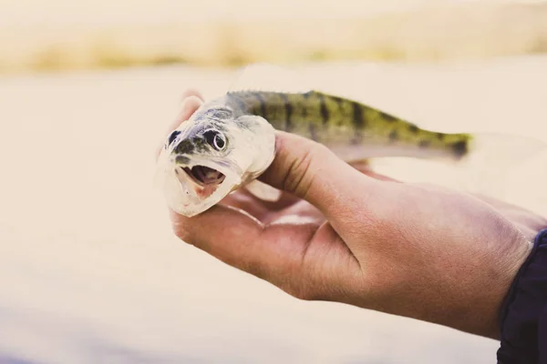 漁師と魚 — ストック写真